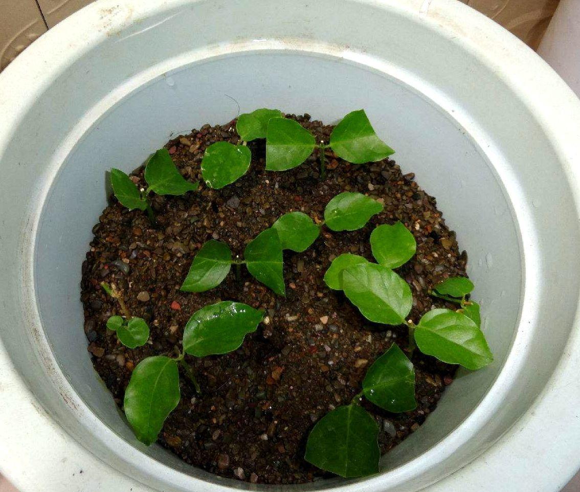 春天养茉莉花，压条“繁殖”效果好，省事又省力，花香飘满屋！