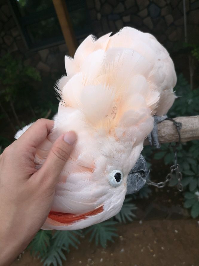 鹦鹉界最容易养熟的几大鹦鹉,鹦鹉界最容易养熟的鹦鹉