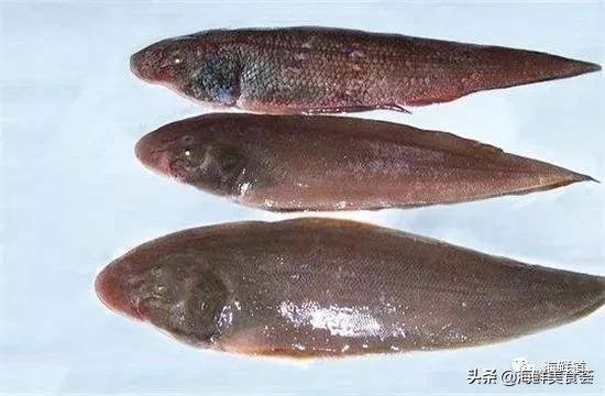 102种海鲜,营养丰富的海鲜有哪些品种