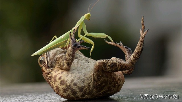 抓癞蛤蟆手上长的疙瘩叫什么,摸了癞蛤蟆手上长的小疙瘩