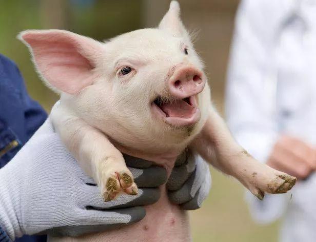 保育猪关节肿大的治疗方法,猪关节肿大怎么治疗最有效