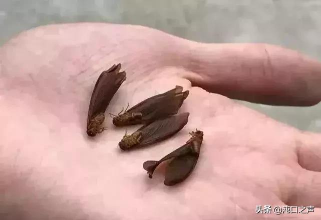 武汉家白蚁防治方法,如何预防白蚁消灭白蚁