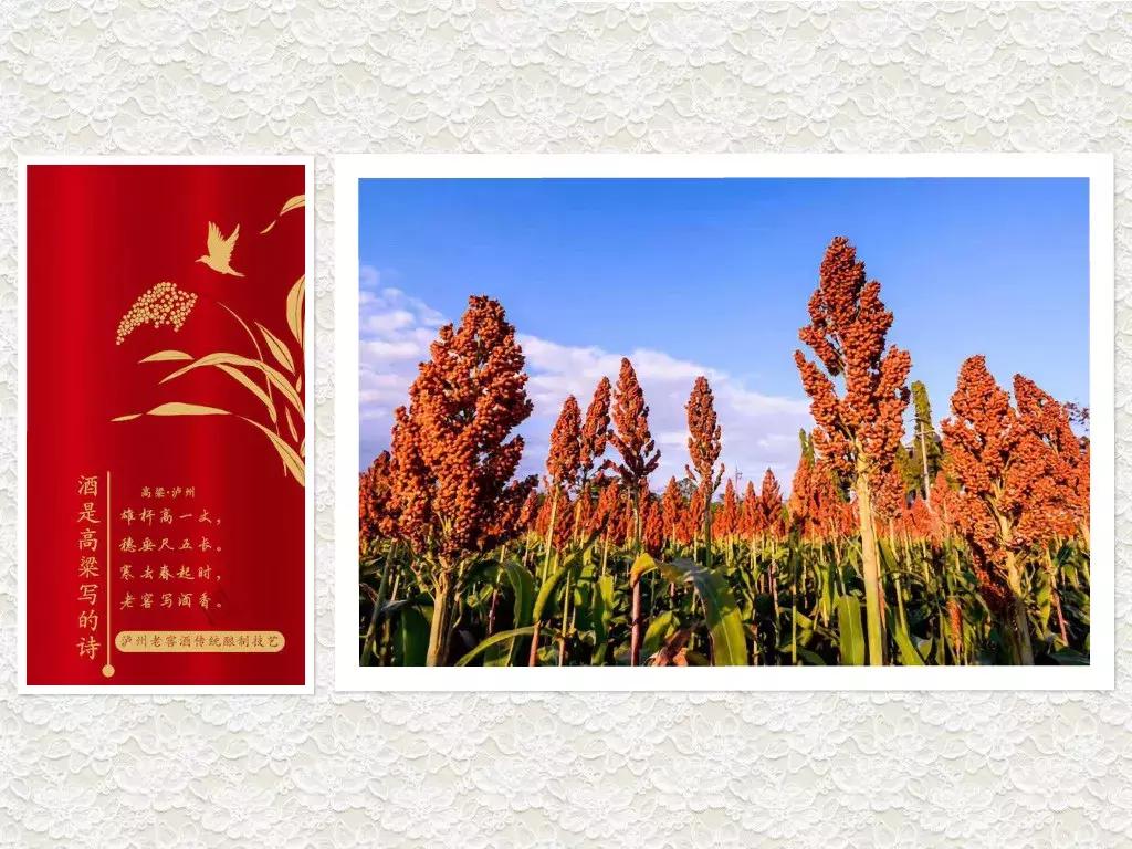 泸州老窖高粱熟了定制版价格,泸州老窖定制酒怎么代理