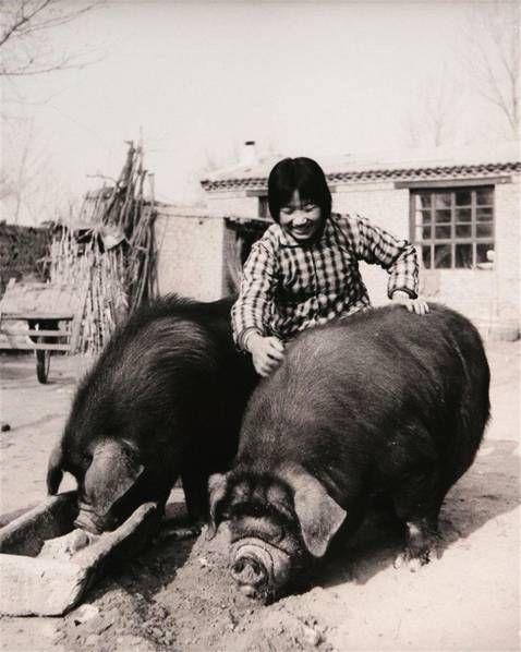 16岁当上赤脚兽医,我做的第一件事就是斗智斗勇给猪打针