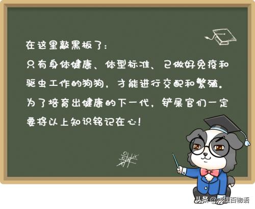 狗狗繁育问题,新手狗狗的受孕过程