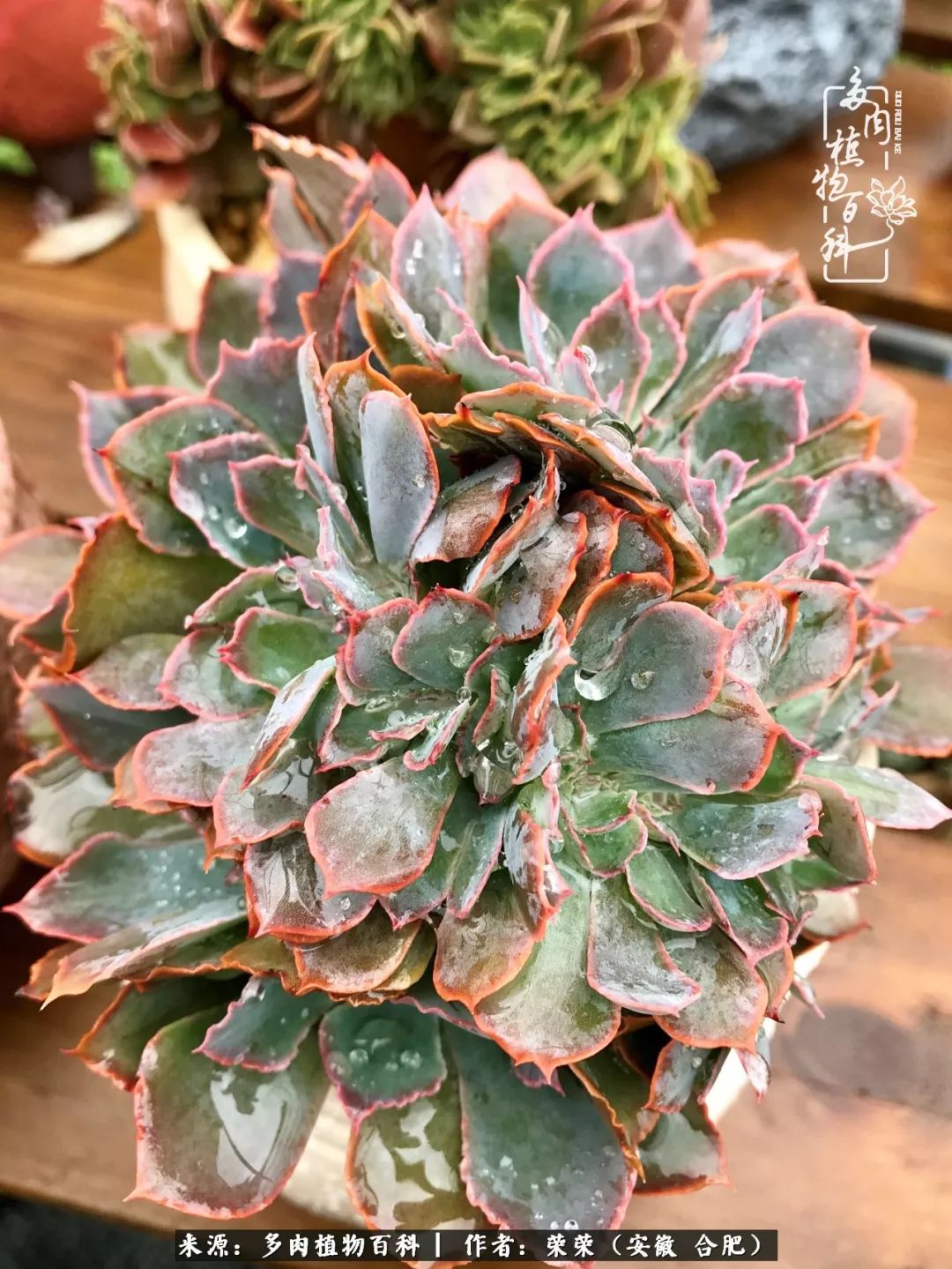 入秋后多肉是露养好还是室内养好,入夏后露养的多肉要搬进室内吗