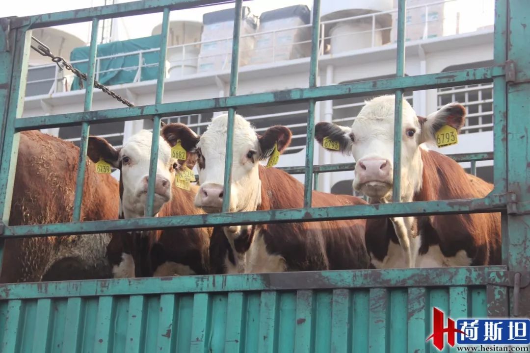 6000多头“澳妞”登陆京唐港中澳贸易即将零关税安格斯关税直降2%