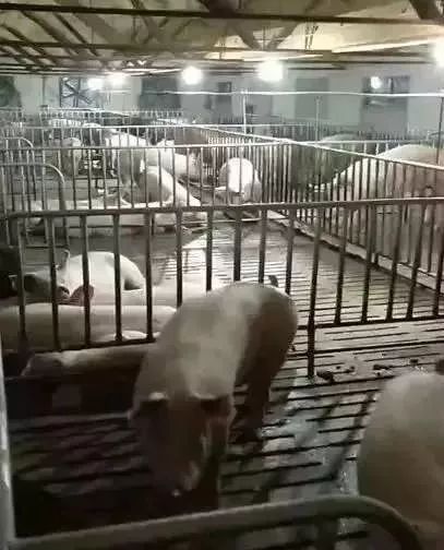 快看!非洲猪瘟终于找到有效的预防方案了,大户都是这样做的