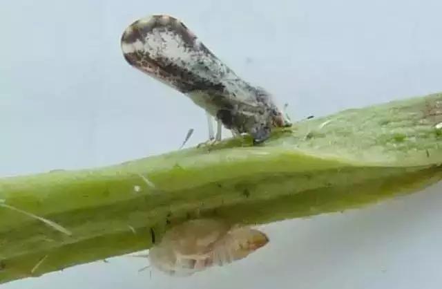 柑橘12月有什么病害虫害,柑橘全年病害虫害最新防治方法