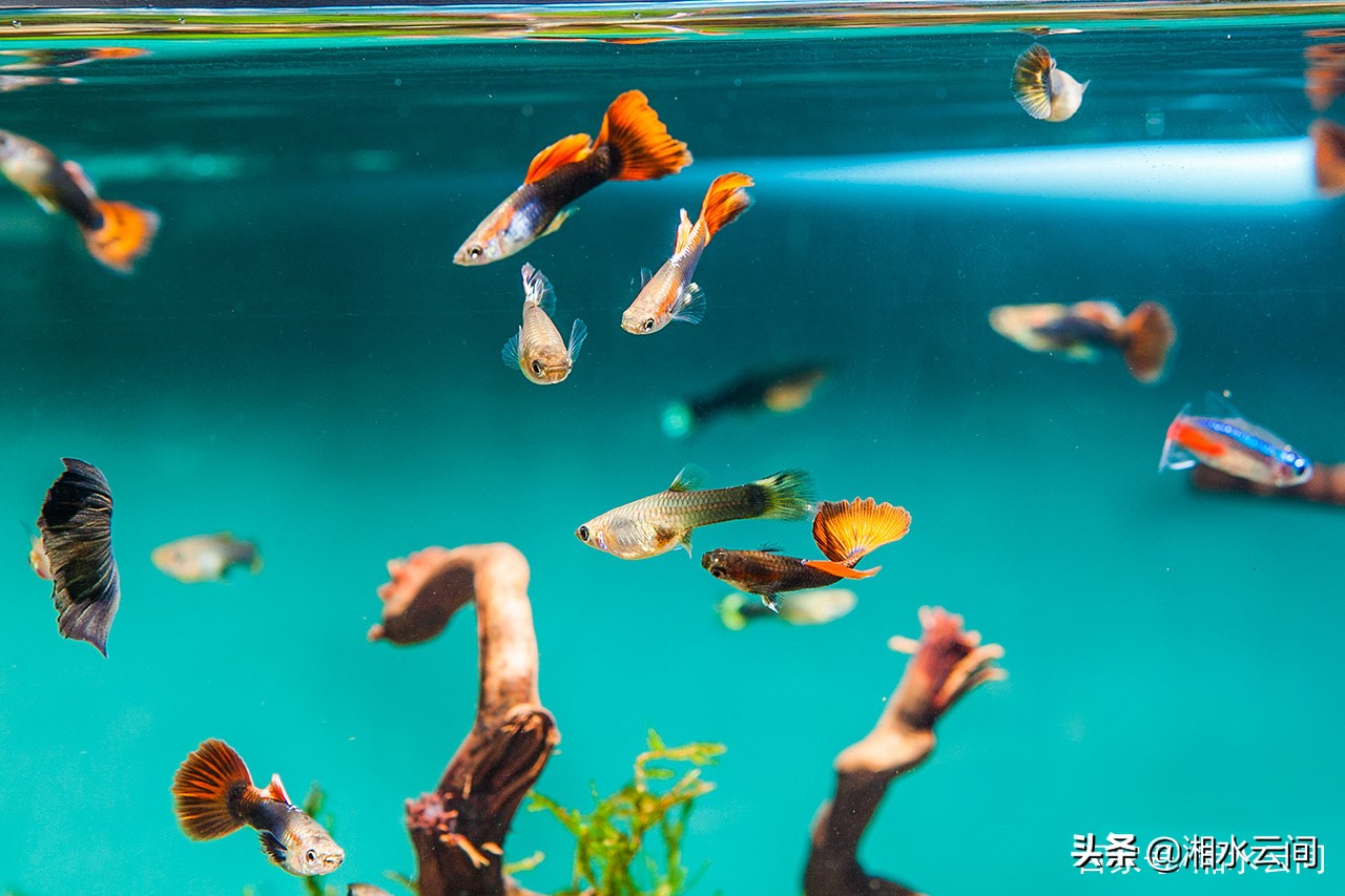 生活小帮手：怎样才能养好金鱼？