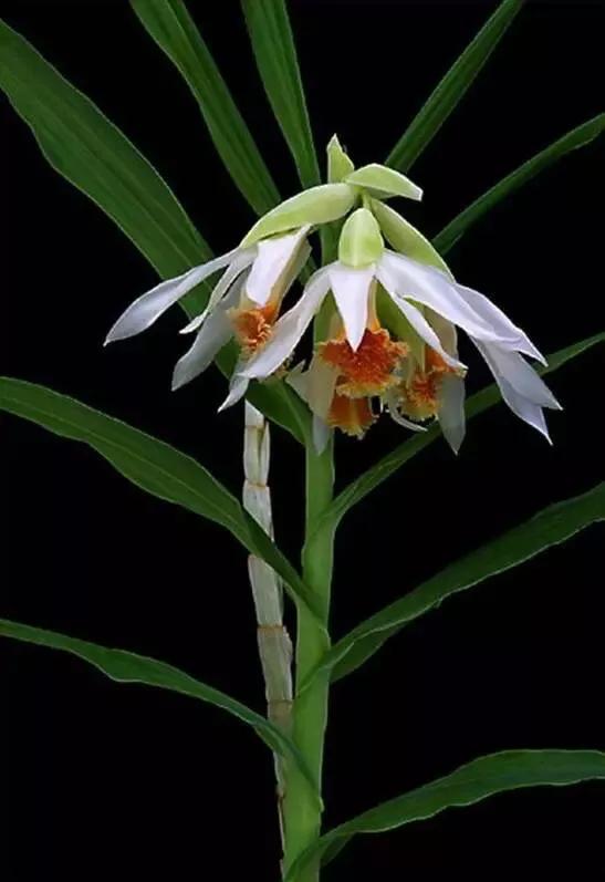 顶级珍稀兰花品种大全视频,珍稀兰花摄影