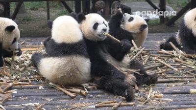 围观中国网红神兽羞羞视频，这是什么特殊爱好？