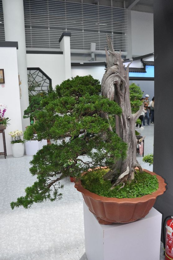 漳州东南花都花博会巡游,花博会花神巡游打卡