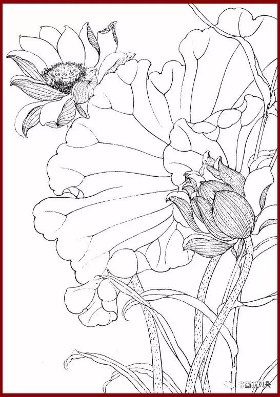 工笔白描简单荷花视频教程,工笔荷花的各种形态白描稿