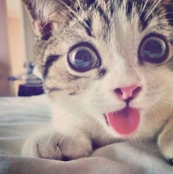 30条新手养猫注意事项铲屎官必看,铲屎官最容易忽略的五点养猫常识