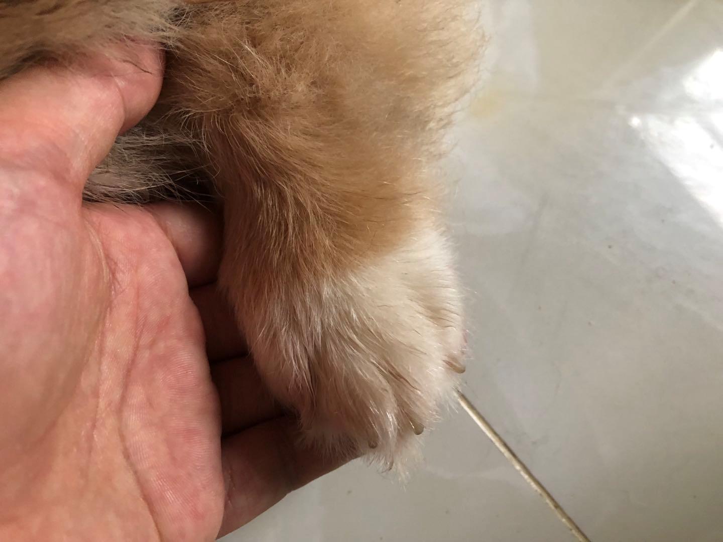 如何挑选颜值高的三色柯基,怎样挑选一个健康的柯基幼犬