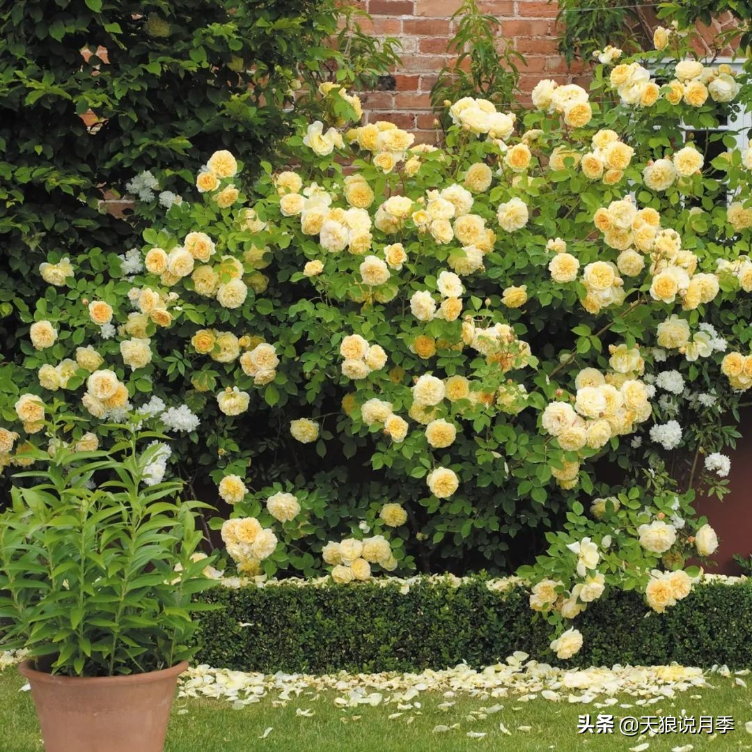 4月最浪漫的一次花开，是171个低价月季小苗带来的巅峰时刻！