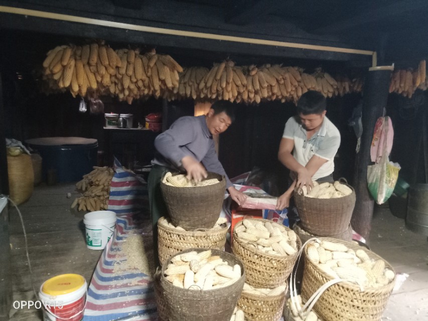 玉米脱粒工具老物件,给玉米脱粒后喘不过气怎么办