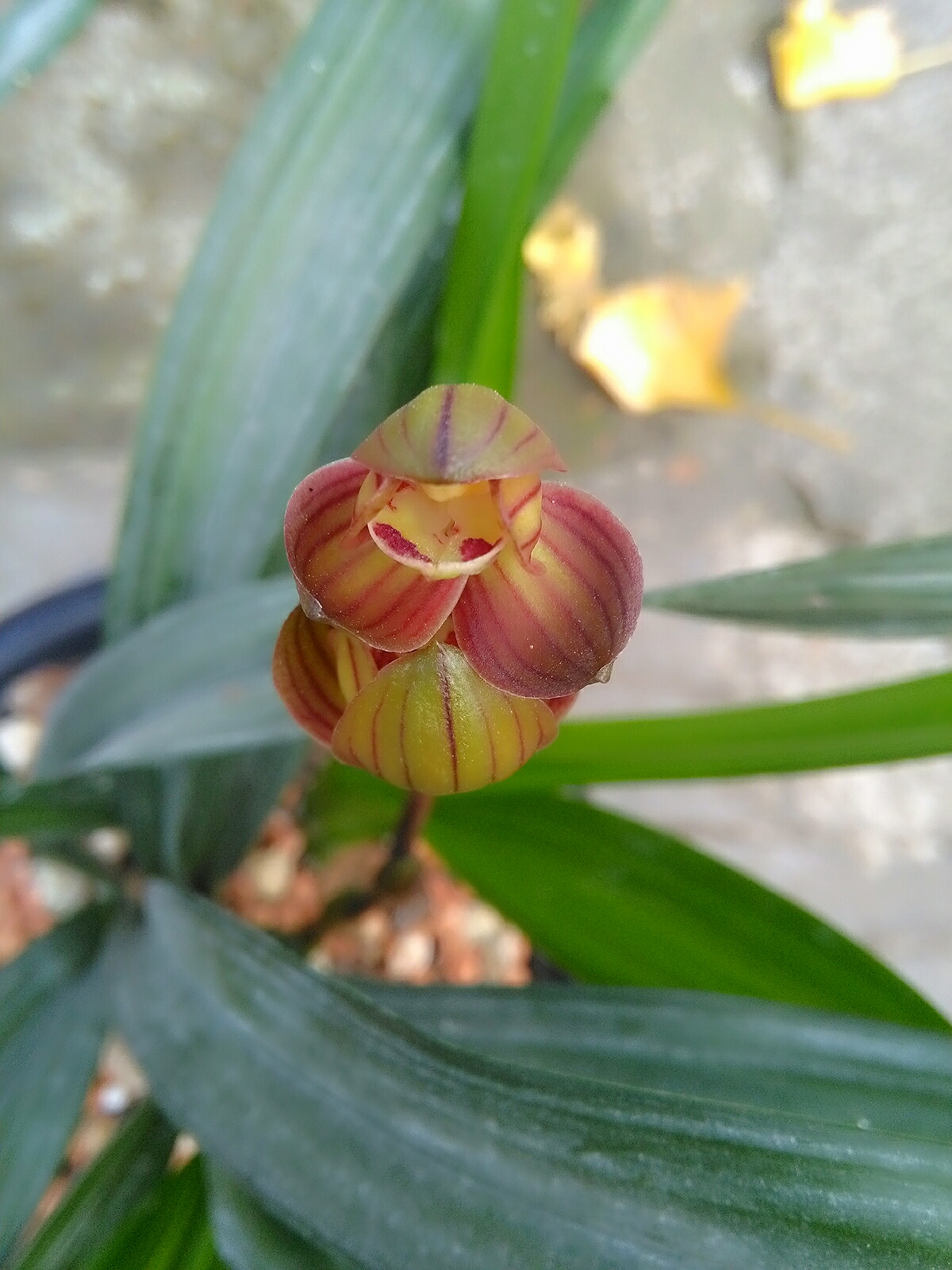 新手兰友的建议,新手兰友容易入的坑