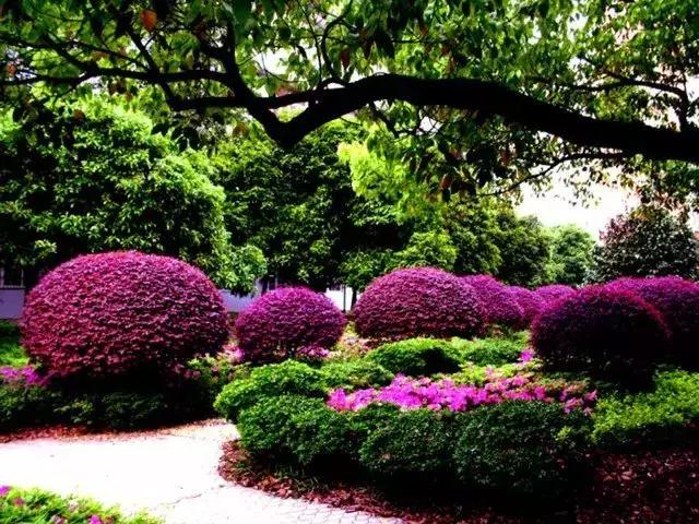 身边常见花卉识别,身边常见的树有哪些