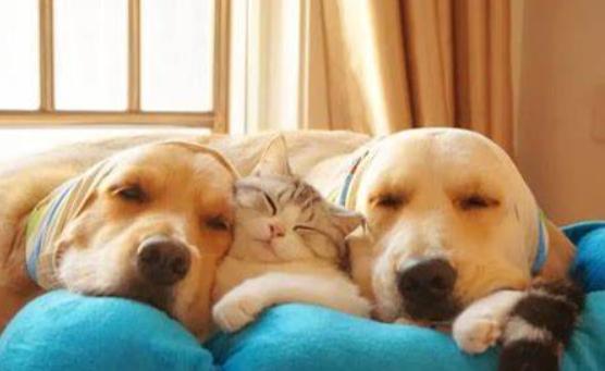 小狗一个人晚上睡觉会害怕吗,小狗晚上突然变得害怕的原因