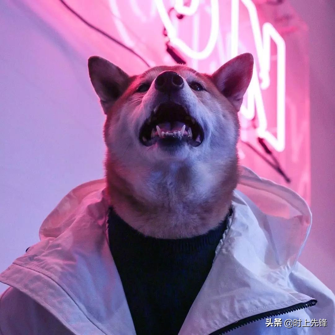 当狗狗穿上服装有多帅,当狗狗照镜子后发现自己是一只狗