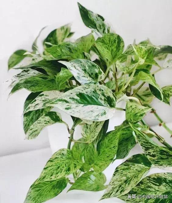 打翻了调色盘的花,打翻了调色盘的美景