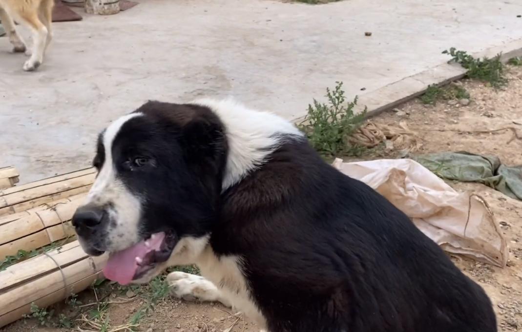 山东：一只受伤的中亚牧羊犬五万都不卖？大哥：这种血统只剩它了