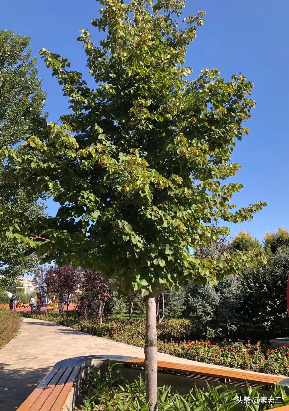 女作家去做保姆101集,女作家去做保姆最新篇920