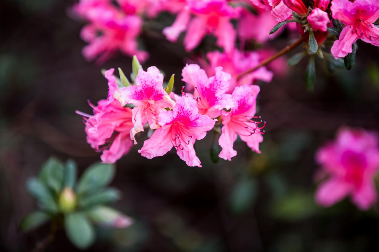 莲峰云雾山,仙溪云雾山