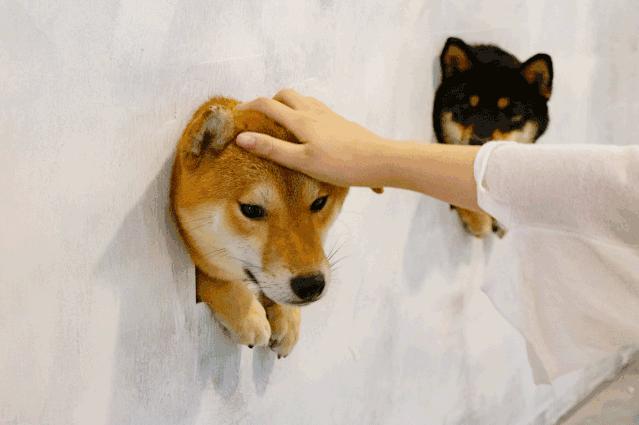 19.9包邮毛绒羊驼,羊驼9.9元秒杀直播