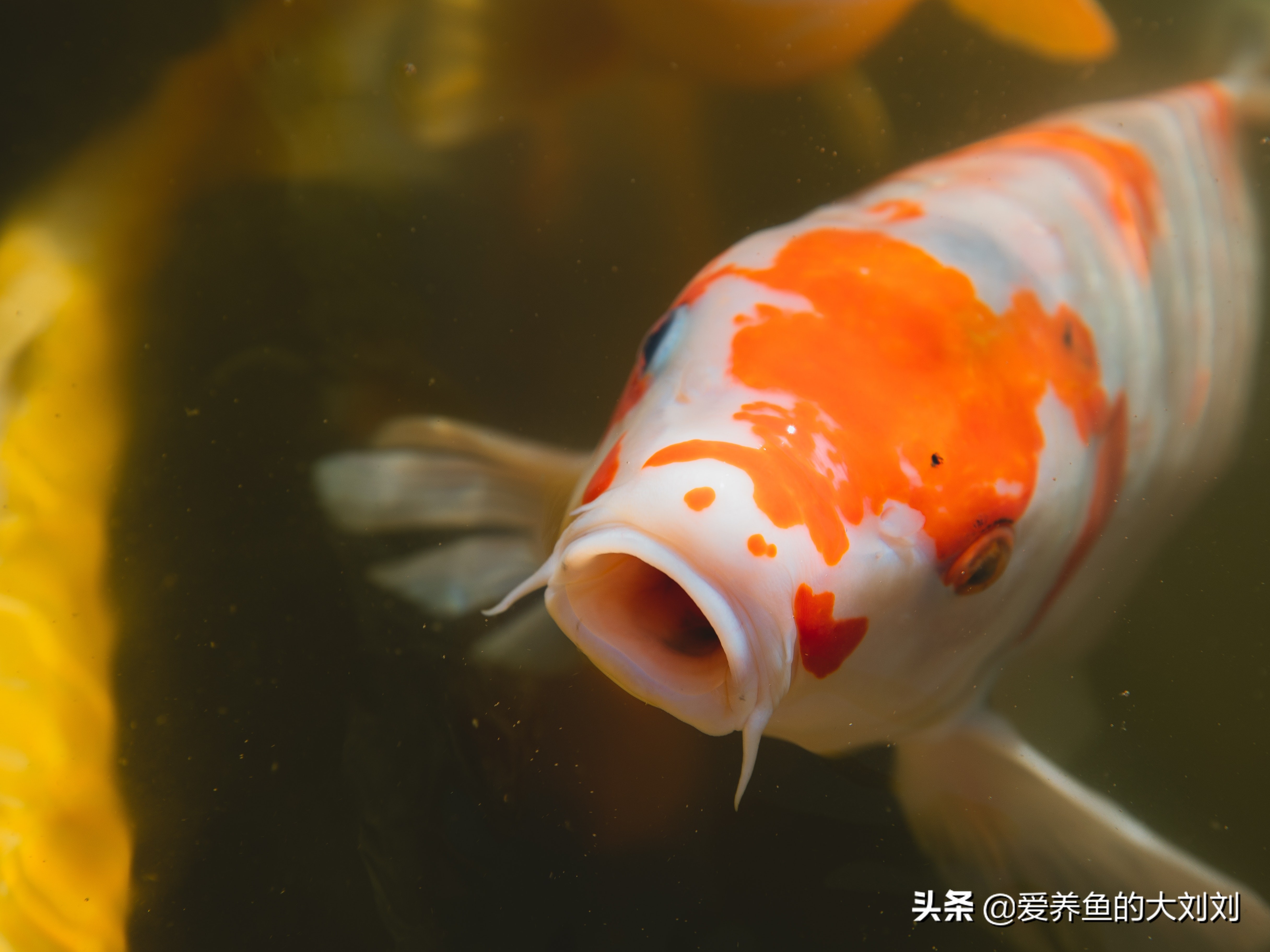 大蒜素喂锦鲤一般喂几天,大蒜切碎可以直接喂锦鲤吗