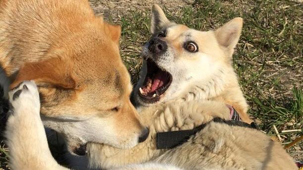 狗狗“发情”如何鉴定?这几点主人要知道