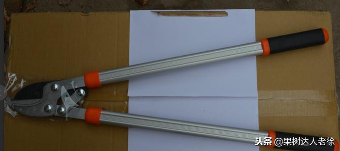 图说果树,自由纺锤形果树整形修剪视频