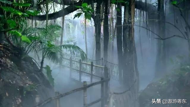 深圳南山区青青世界视频,青青世界深圳热带雨林