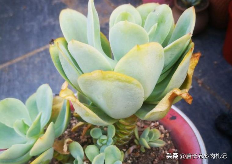 碧桃多肉为什么包不起来,碧桃多肉长得太慢怎么办