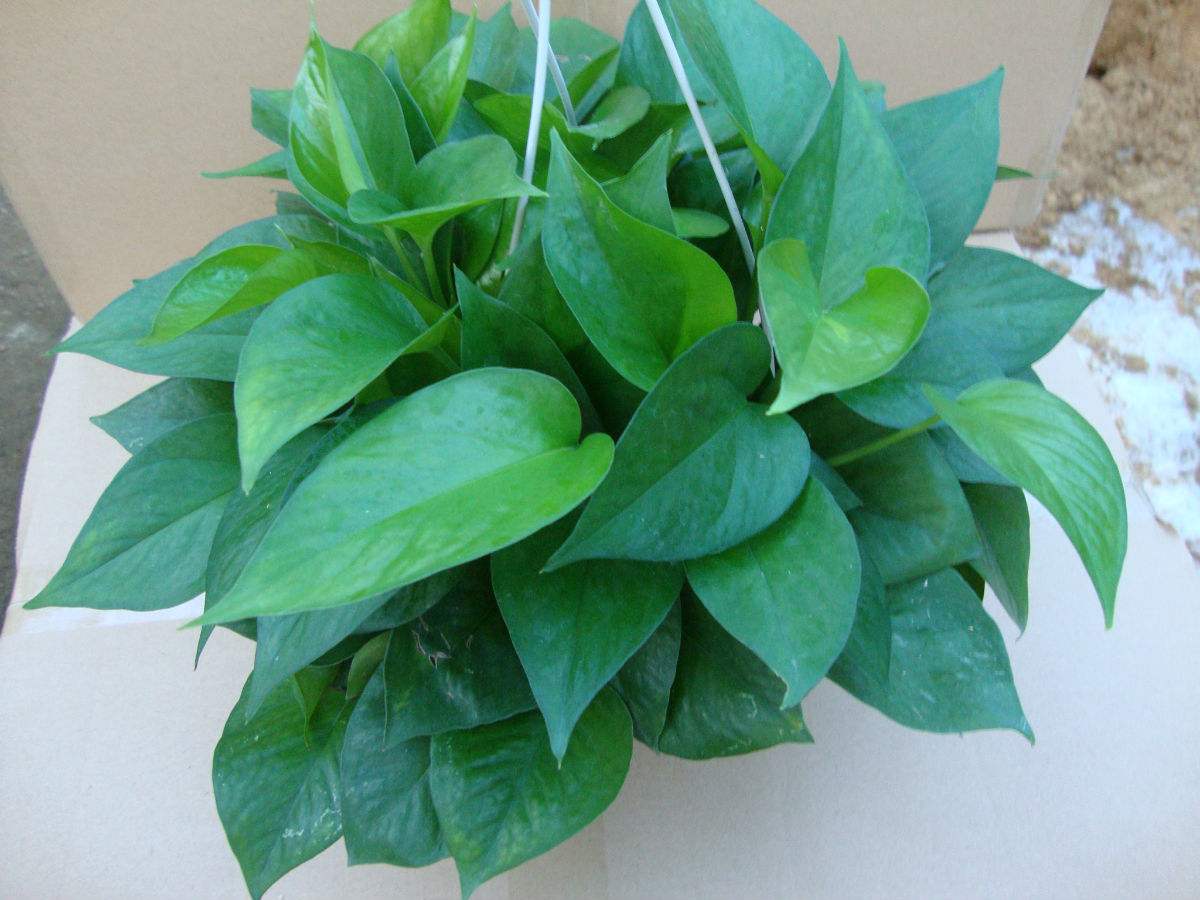 绿萝叶子冻伤掉完了就剩藤条了,绿萝冻伤怎么修剪