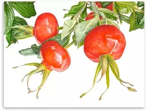 超写实绘画真实吗,超写实的植物绘画