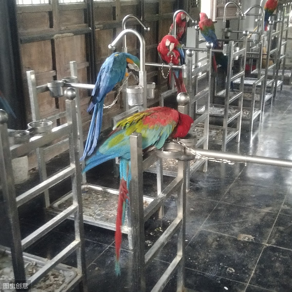 鹦鹉夏天鸟窝怎么驱虫,鹦鹉身上的虫子怎么彻底清除