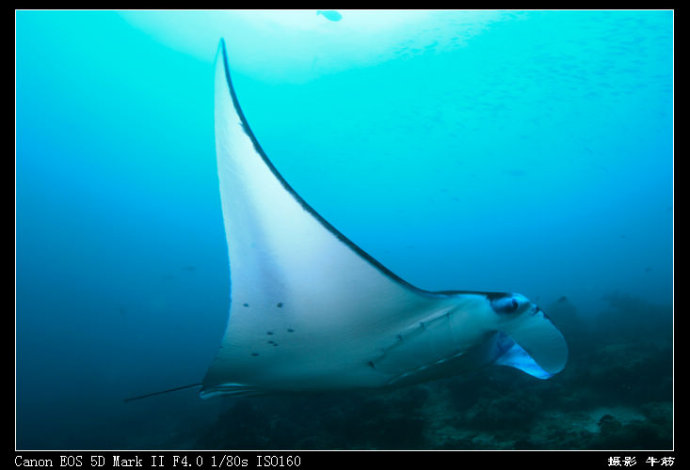 巨鲸轰炸机,鳐鱼战斗机