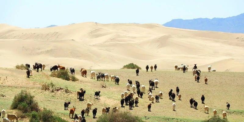 星巴克燕麦拿铁是用什么咖啡,麦当劳燕麦拿铁和浓香拿铁