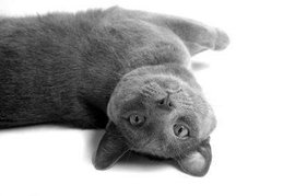 黄色背脖子白色的猫猫是啥种类,猫猫种类价格