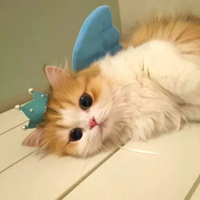 每喝一杯奶茶，就有一只猫消失