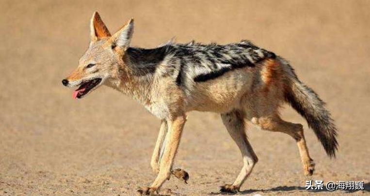 山海经第五卷小说,山海经第五篇