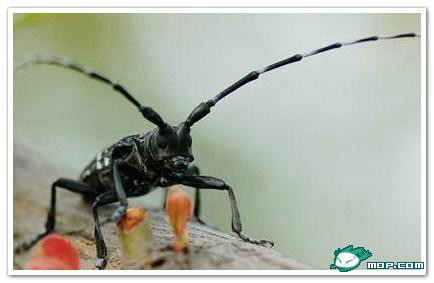 广西80后农村童年经典回忆,80后的童年回忆广西的农村生活