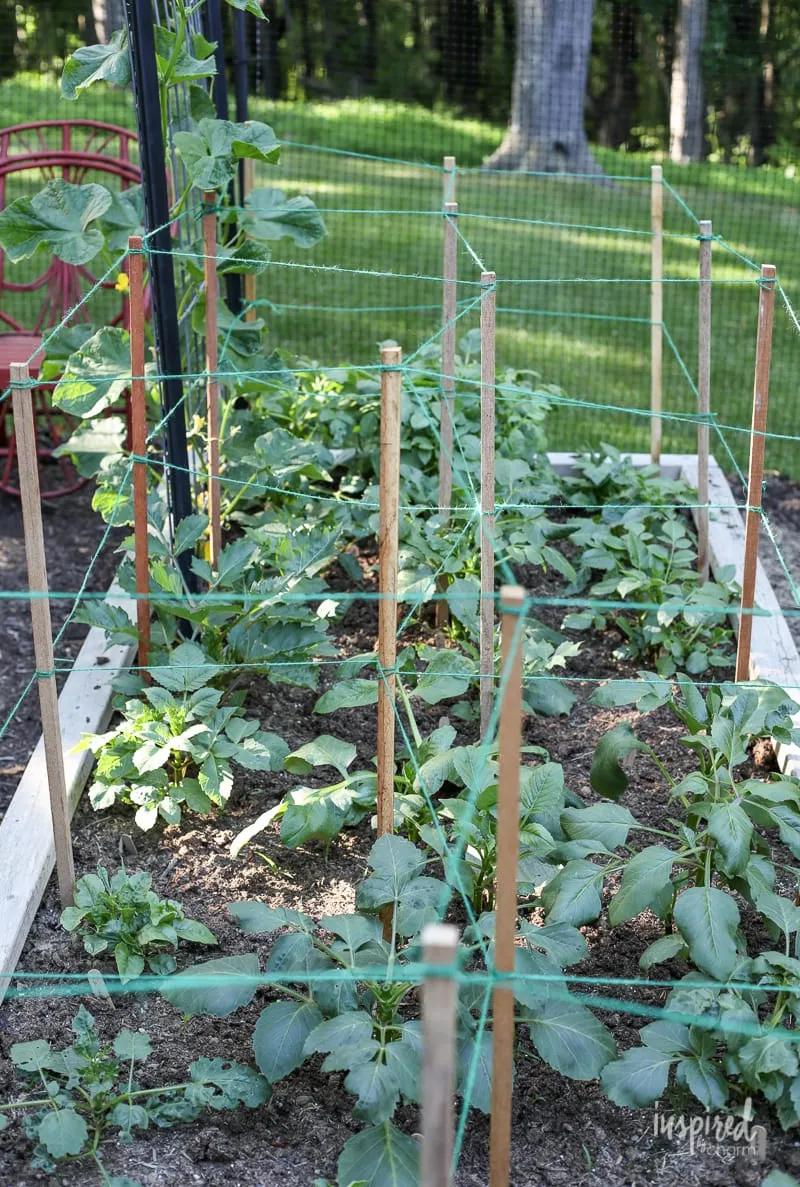 大丽花叶子发黄不开花,大丽花不开花施什么肥