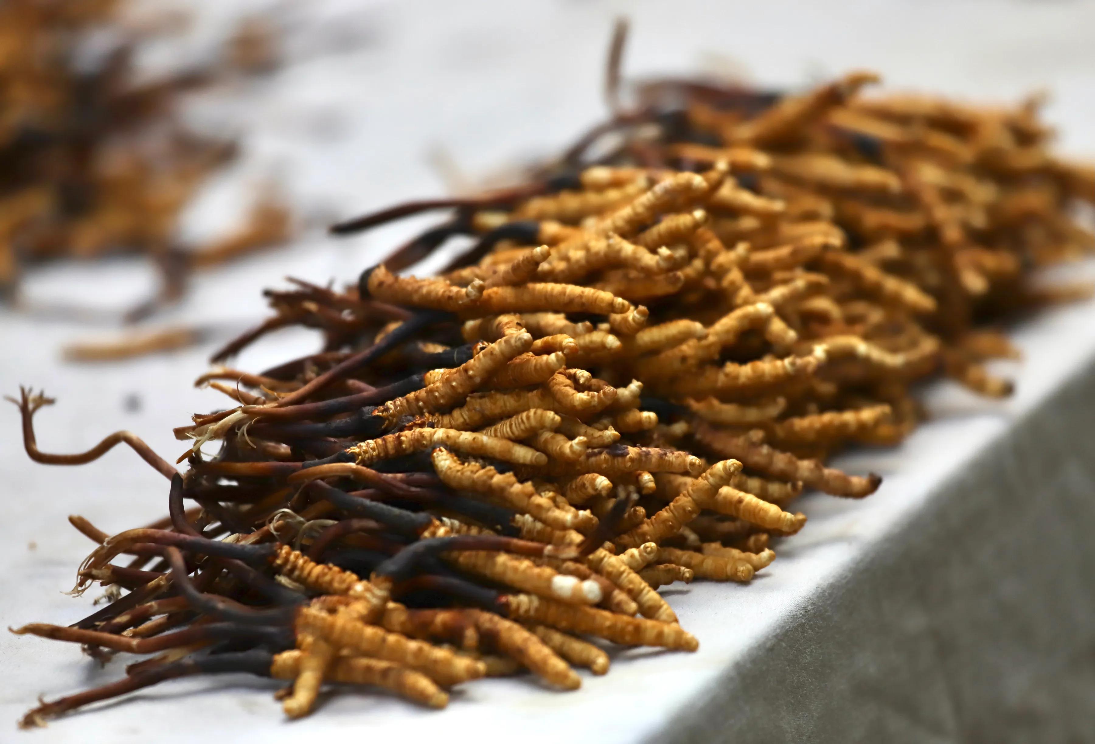 中国最大虫草市场,全国最大冬虫夏草集散地