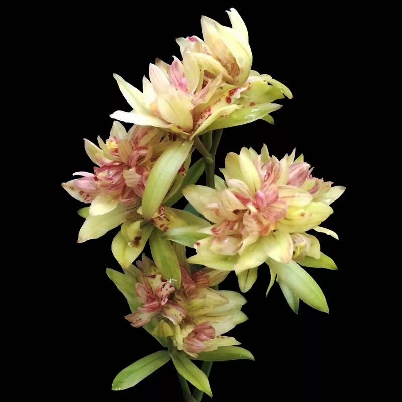 多季开花浓香的兰花品种有哪些,四季开花又香的兰花排名