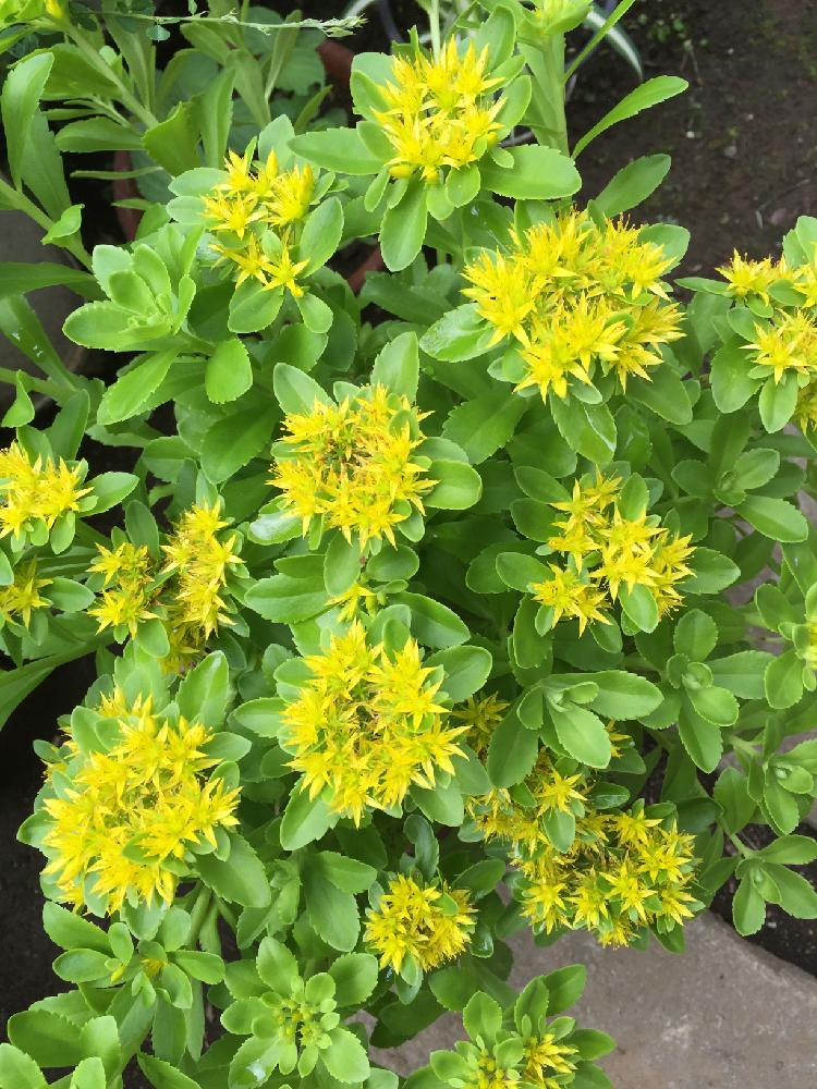 一年四季都开红花的多肉草,一年四季都红的多肉