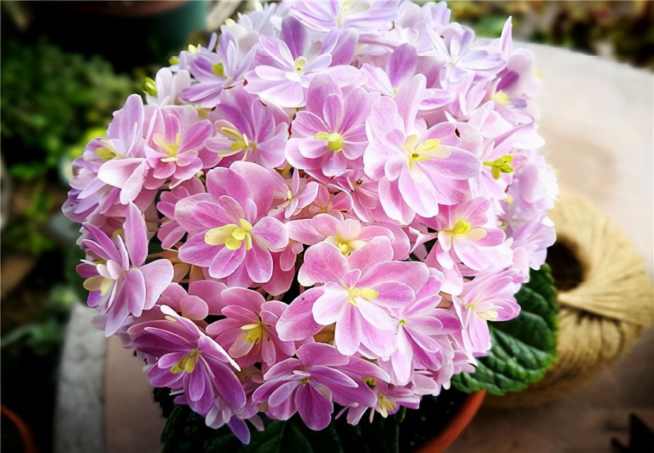 李子柒的院子都种的啥,李子柒推荐的三种花